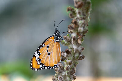 Macro photo gallery - Sun Pixel Photography